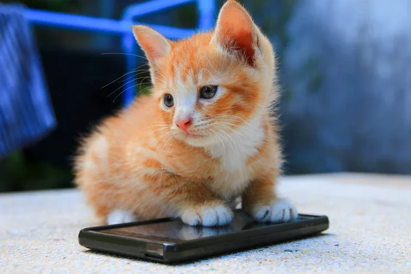 フィールドの浅い深さで携帯電話選択のフォーカスのオレンジ赤小さな子猫の猫の足 — ストック写真
