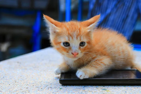 フィールドの浅い深さで携帯電話選択のフォーカスのオレンジ赤小さな子猫の猫の足 — ストック写真