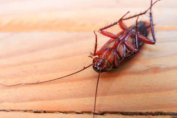 Cafards Mourant Gros Plan Sur Une Table Bois Dans Cuisine — Photo