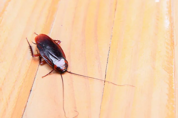 Cafards Mourant Gros Plan Sur Une Table Bois Dans Cuisine — Photo