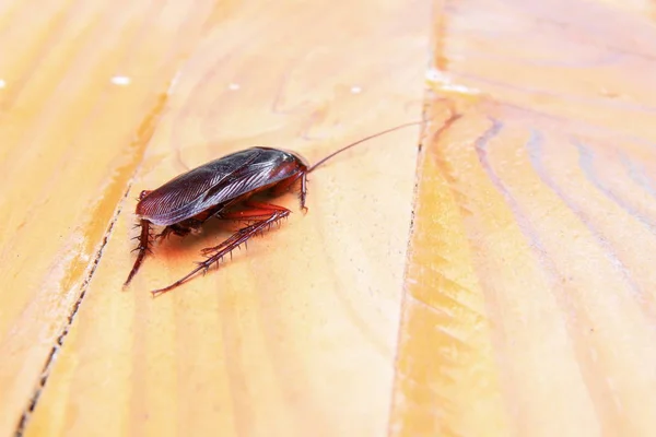 Тараканы Умирают Крупным Планом Деревянном Столе Кухне — стоковое фото