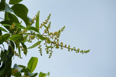 Mango çiçek bahçesinde bulunan mavi gökyüzü arka plan ağaç üzerinde