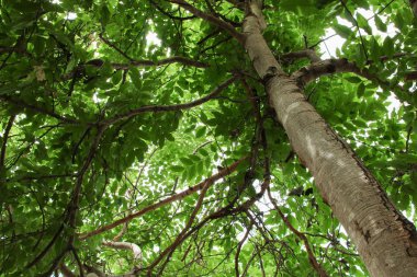 dal ve yaprak beyaz arka plan, alt görünümü üzerinde orman içinde güzel ağaç