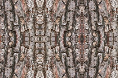 Ağaç kabuğu deseni. Arkaplan için ahşap kabuğu