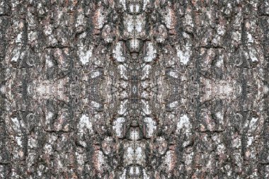 Ağaç kabuğu deseni. Arkaplan için ahşap kabuğu