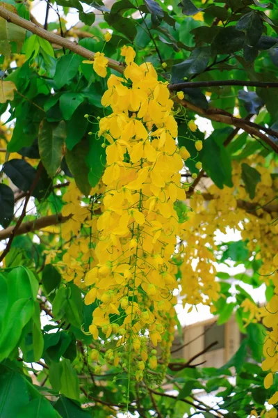 Fístula Cassia Flor Amarilla Árbol Ducha Oro Con Rama Para — Foto de Stock