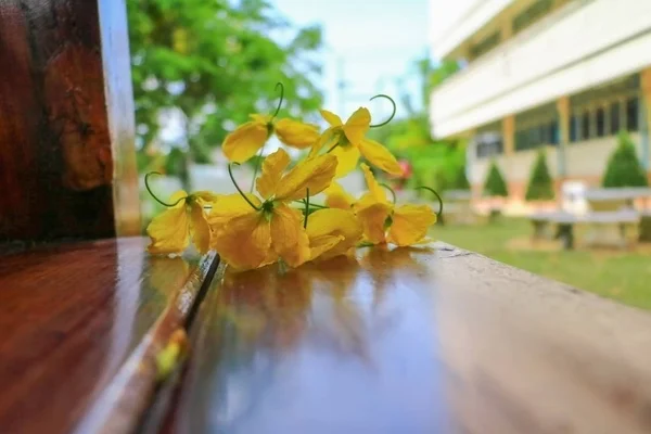 Fístula Cassia Flor Amarilla Árbol Ducha Oro Con Rama Piso — Foto de Stock