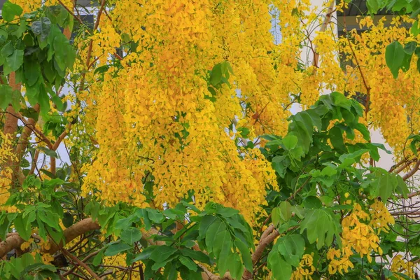 Cassia Przetoki Żółty Kwiat Złoty Prysznic Drzewa Oddziału Piękne Tła — Zdjęcie stockowe