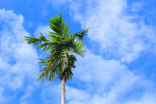 Palm Tree Sky Background Bottom View — Stock Photo, Image