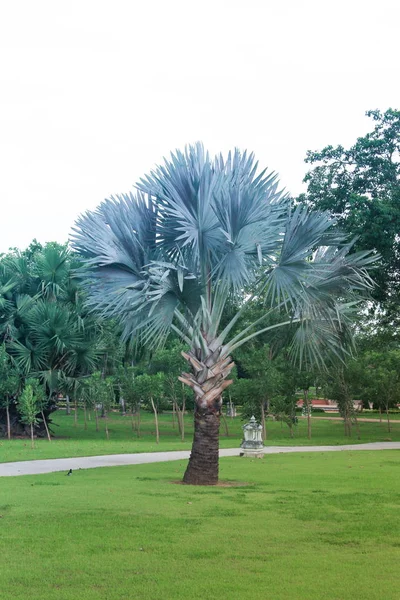 Liten Palmträd Gräs Mattan Den Offentliga Parken Vit Bakgrund — Stockfoto