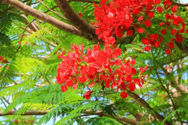 tavus kuşu çiçek kırmızı yaz kamu Parkı (Caesalpinia pulcherrima çiçeklenme)