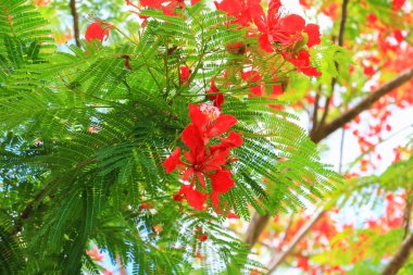 tavus kuşu çiçek kırmızı yaz kamu Parkı (Caesalpinia pulcherrima çiçeklenme)