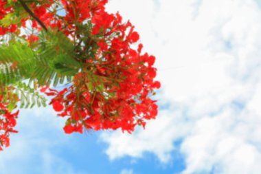 bulanık tavuskuşu çiçek için arka plan kırmızı