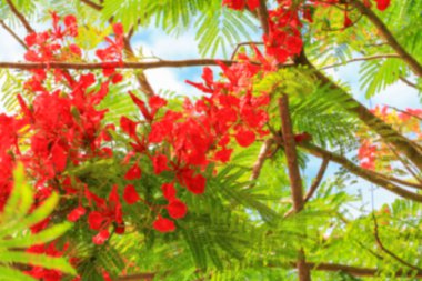 tavus kuşu çiçek kırmızı günbatımı hafif sesi ile arka plan için bulanık