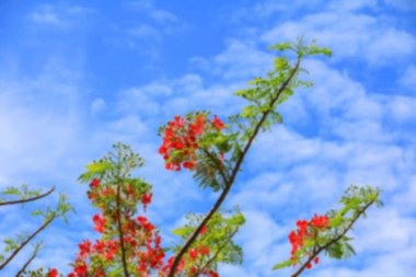 bulanık tavuskuşu çiçek için arka plan kırmızı