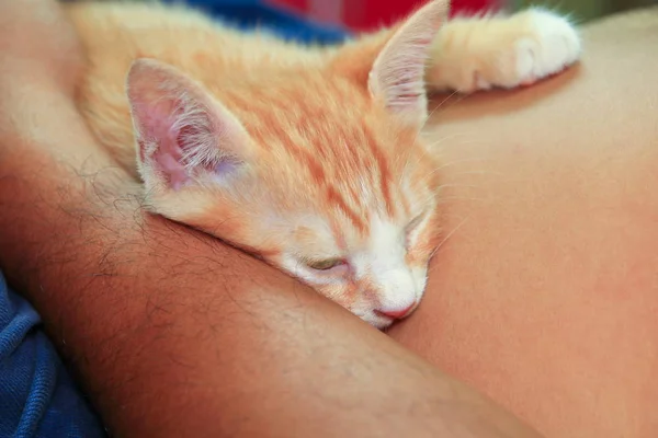 子猫オレンジ リラックス アームで寝ています — ストック写真