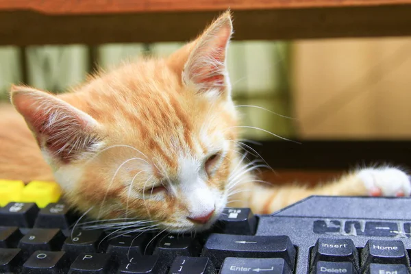 オレンジの技術コンピューターのキーボード使用で寝ている子猫 ビジネス コンセプト — ストック写真