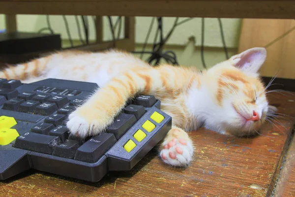 Chaton Orange Dormir Sur Clavier Utilisation Ordinateur Technologie Concept Entreprise — Photo