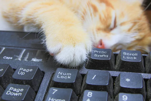 Patte Chaton Sur Ordinateur Clavier Cat Orange Concept Business Dans — Photo