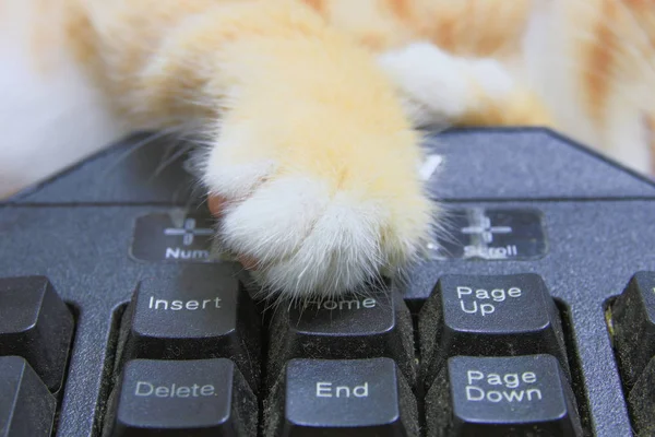 键盘电脑上的小猫爪子 猫橙概念业务在技术的使用 — 图库照片