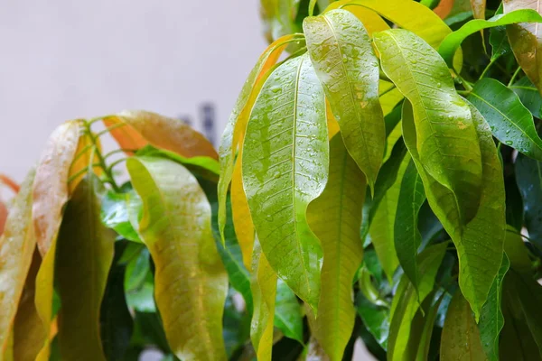 Νερό Βροχής Πέφτει Ένα Πράσινο Φύλλο Μάνγκο Στον Κήπο — Φωτογραφία Αρχείου