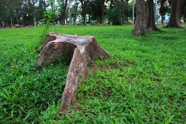 Baumstumpf Kiefer Geschnitten Baum Rasen Auswählen Fokus Mit Geringer Schärfentiefe — Stockfoto
