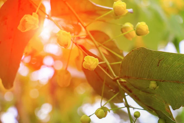 カッシア瘻黄色花 日没の光の美しい背景と枝とゴールデン シャワー ツリー — ストック写真