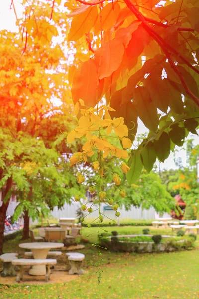 Cassia Fistula Yellow Flower Golden Shower Tree Веткой Закатным Светом — стоковое фото