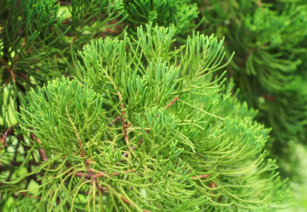 Chinês Arborvitae Folhas Pinheiro Seleciona Foco Com Profundidade Campo Rasa — Fotografia de Stock