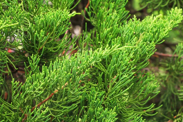 Chinês Arborvitae Folhas Pinheiro Seleciona Foco Com Profundidade Campo Rasa — Fotografia de Stock