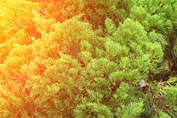 Κινεζική Arborvitae Φύλλα Του Πεύκου Φως Του Ηλιοβασιλέματος Επιστημονικό Όνομα — Φωτογραφία Αρχείου