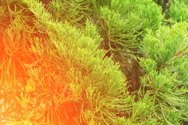 Китайские Арборвиты Листья Сосны Закатным Светом Научное Название Thuja Orientali — стоковое фото