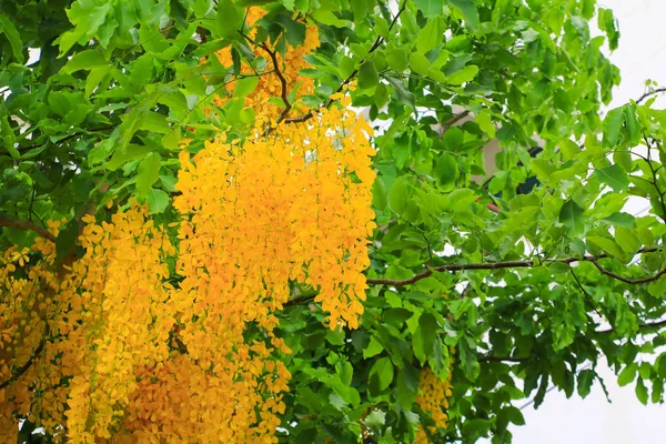 Cassia Przetoki Żółty Kwiat Złoty Prysznic Drzewa Oddziału Zachód Światło — Zdjęcie stockowe