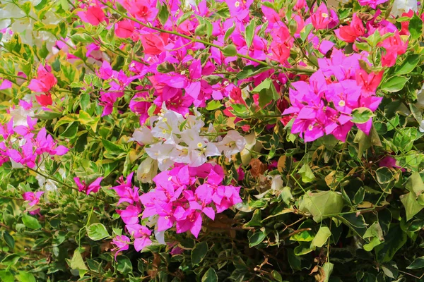 Bougainvillea Flower Pink Green Leaves Beautiful Garden — Stock Photo, Image