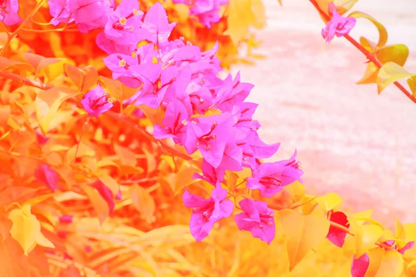 Bougainvillea Bunga Merah Muda Dengan Daun Hijau Indah Taman Dengan — Stok Foto