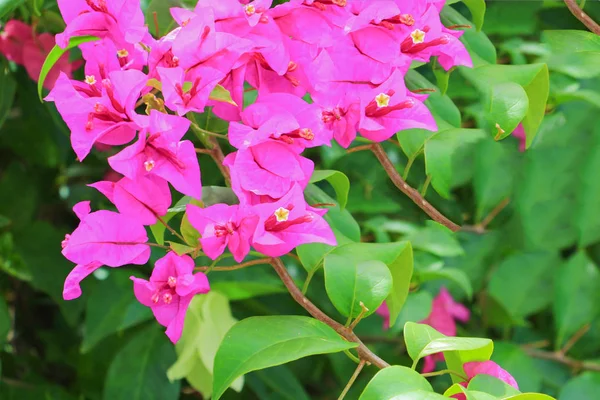 Bougainvillea Çiçek Pembe Yeşil Yaprakları Güzel Bahçede Ile — Stok fotoğraf
