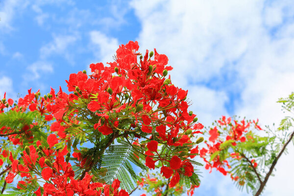 peacock flower red blooming in the summer public park (Caesalpinia pulcherrima)