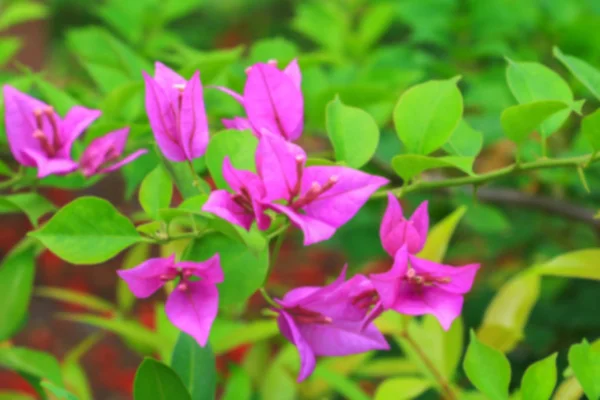 Blurred Bougainvillea Flower Pink Background — Stock Photo, Image