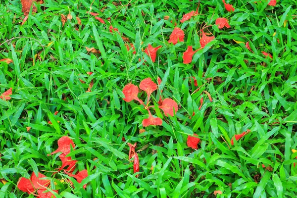 Fiore Pavone Goccia Sul Fondo Erba — Foto Stock