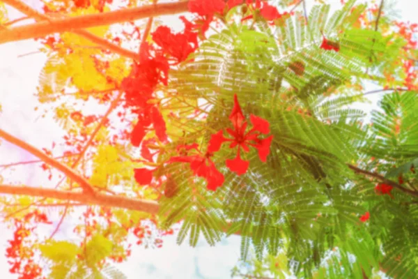 日没の光のトーンと背景の赤い孔雀の花をぼやけ — ストック写真