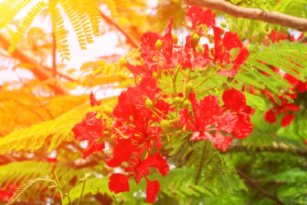 日没の光のトーンと背景の赤い孔雀の花をぼやけ — ストック写真