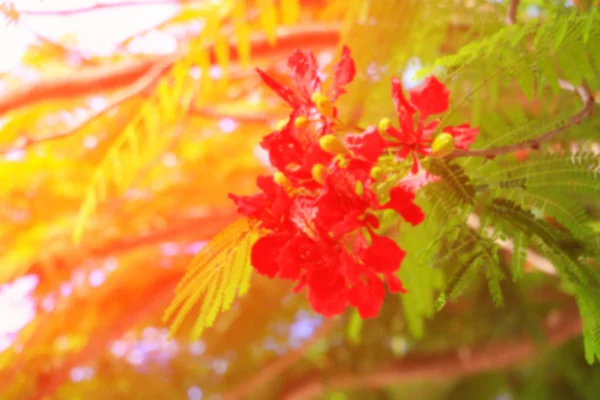 Розмита Квітка Павича Червона Фону Світлим Тоном Заходу Сонця — стокове фото