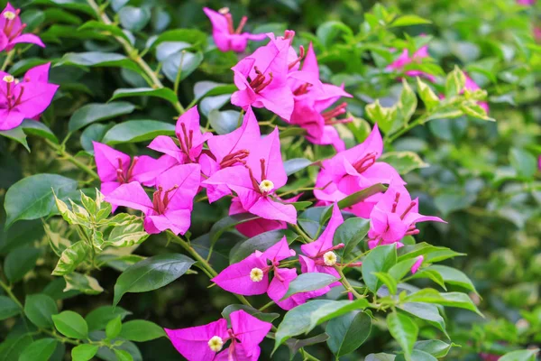 Bougainvillea Blüte Rosa Mit Grünen Blättern Schön Garten — Stockfoto