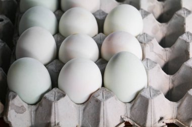 ördek yumurta içinde belgili tanımlık çarşı kağıt tepsisinde