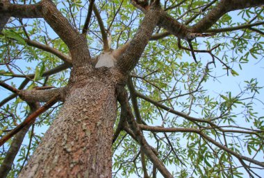 dal ve yaprak beyaz arka plan, alt görünümü üzerinde orman içinde güzel ağaç