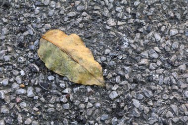 Kopya alanı için asfalt yol kat zemin üzerine kuru yaprak metin ekleme