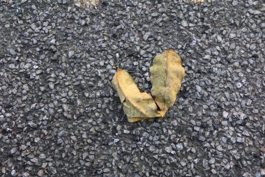 Kopya alanı için asfalt yol kat zemin üzerine kuru yaprak metin ekleme