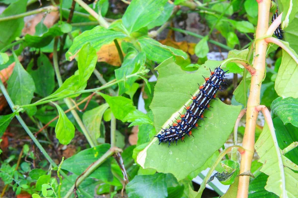 Walking Yaprak Eupterote Testacea Kıllı Caterpillar Select Odak Alan Sığ — Stok fotoğraf