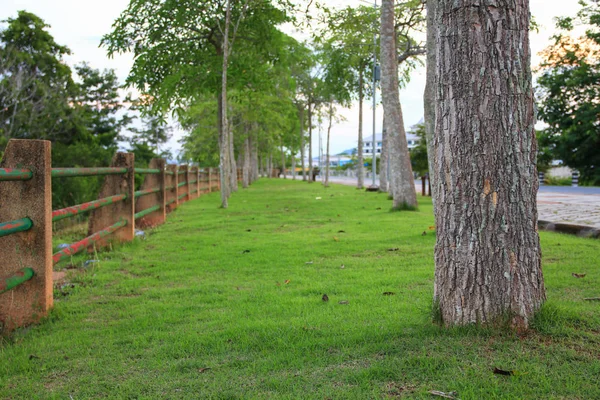 Stromy Větve Listí Krásná Večer Veřejný Park Vyberte Zaměření Malou — Stock fotografie