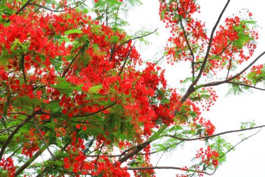 tavus kuşu çiçek kırmızı beyaz arka planda (Caesalpinia pulcherrima yaz genel parkta blooming)